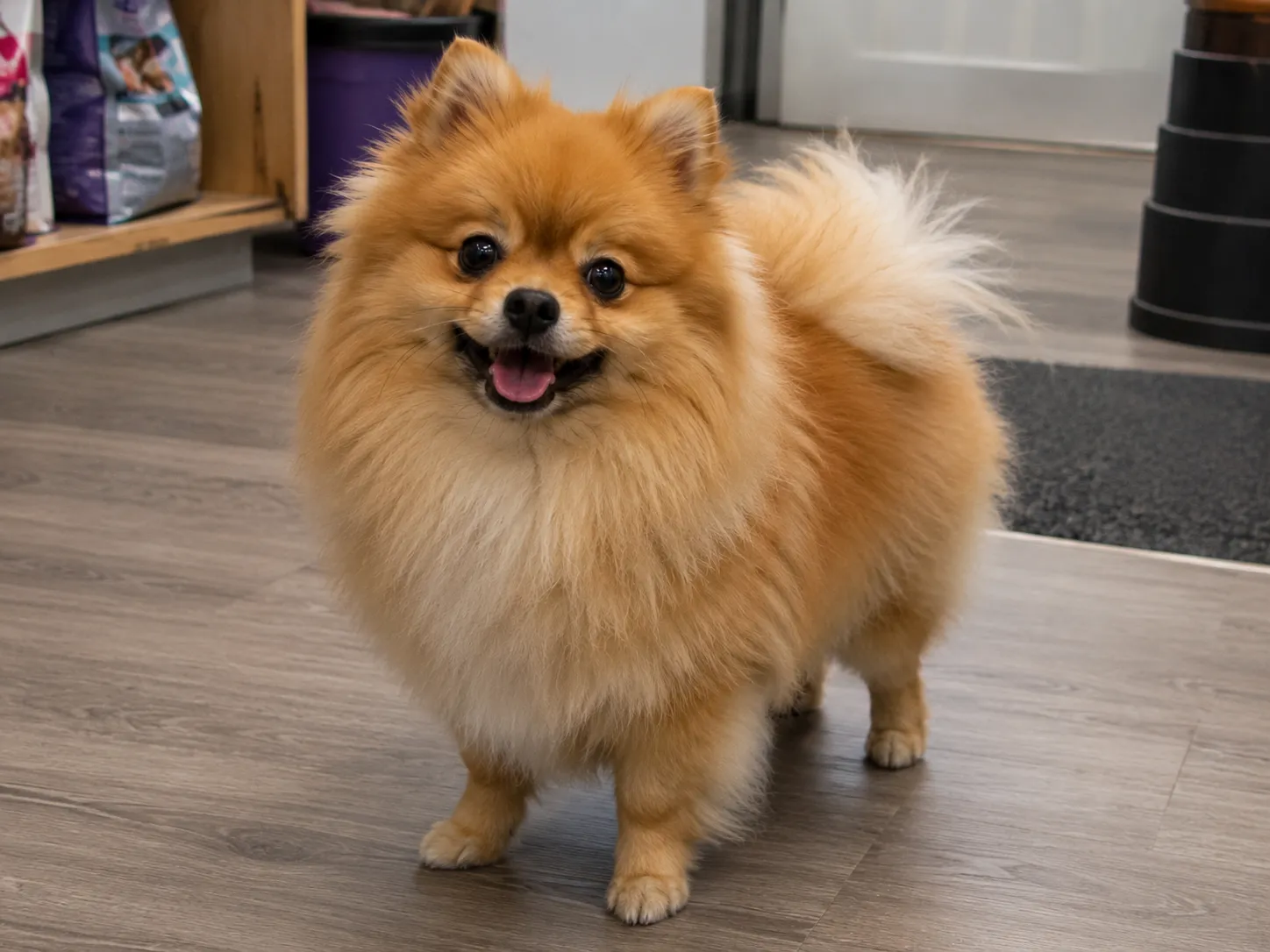 Peluqueria Pomerania