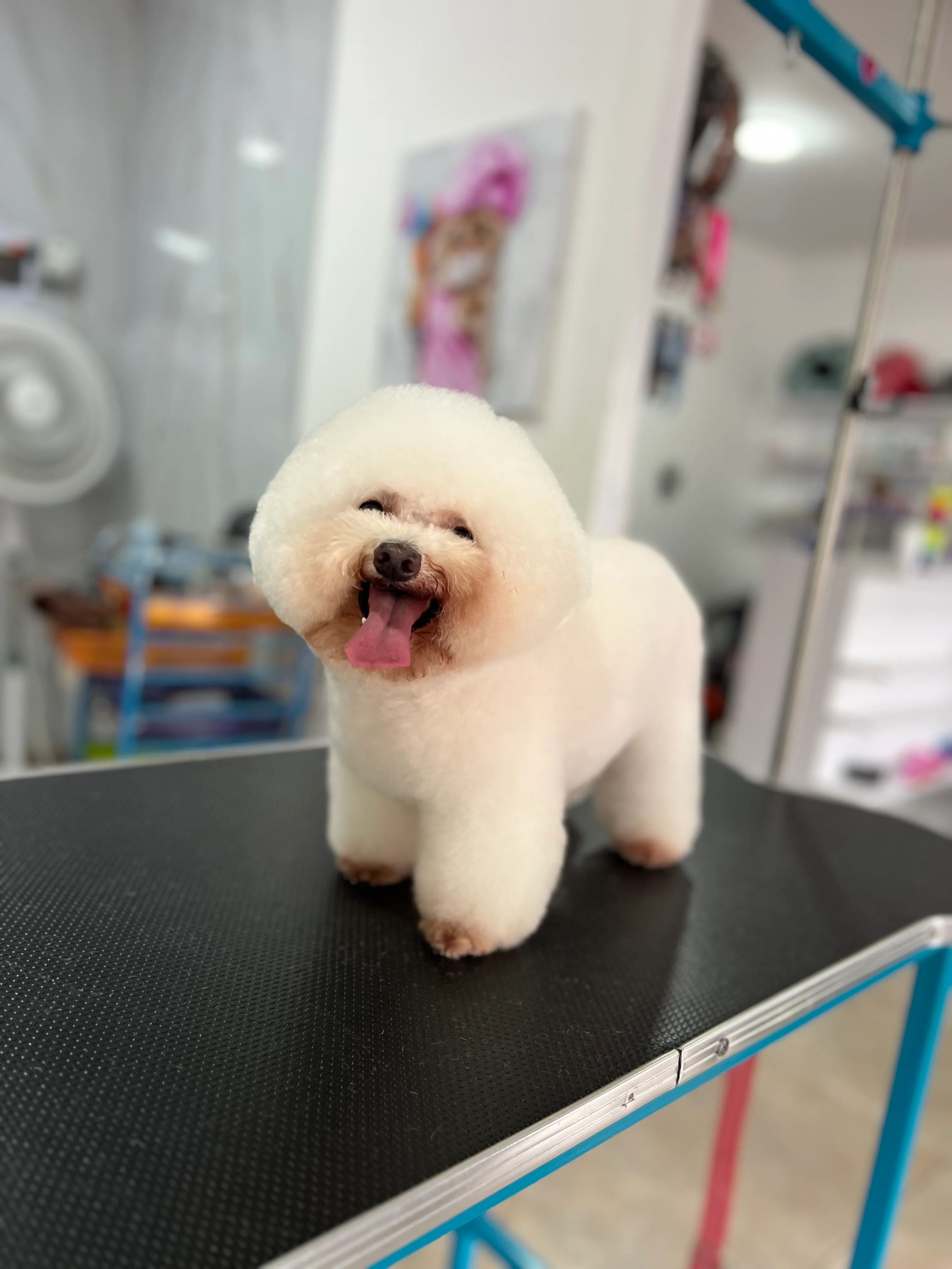 Baño mantenimiento poodle