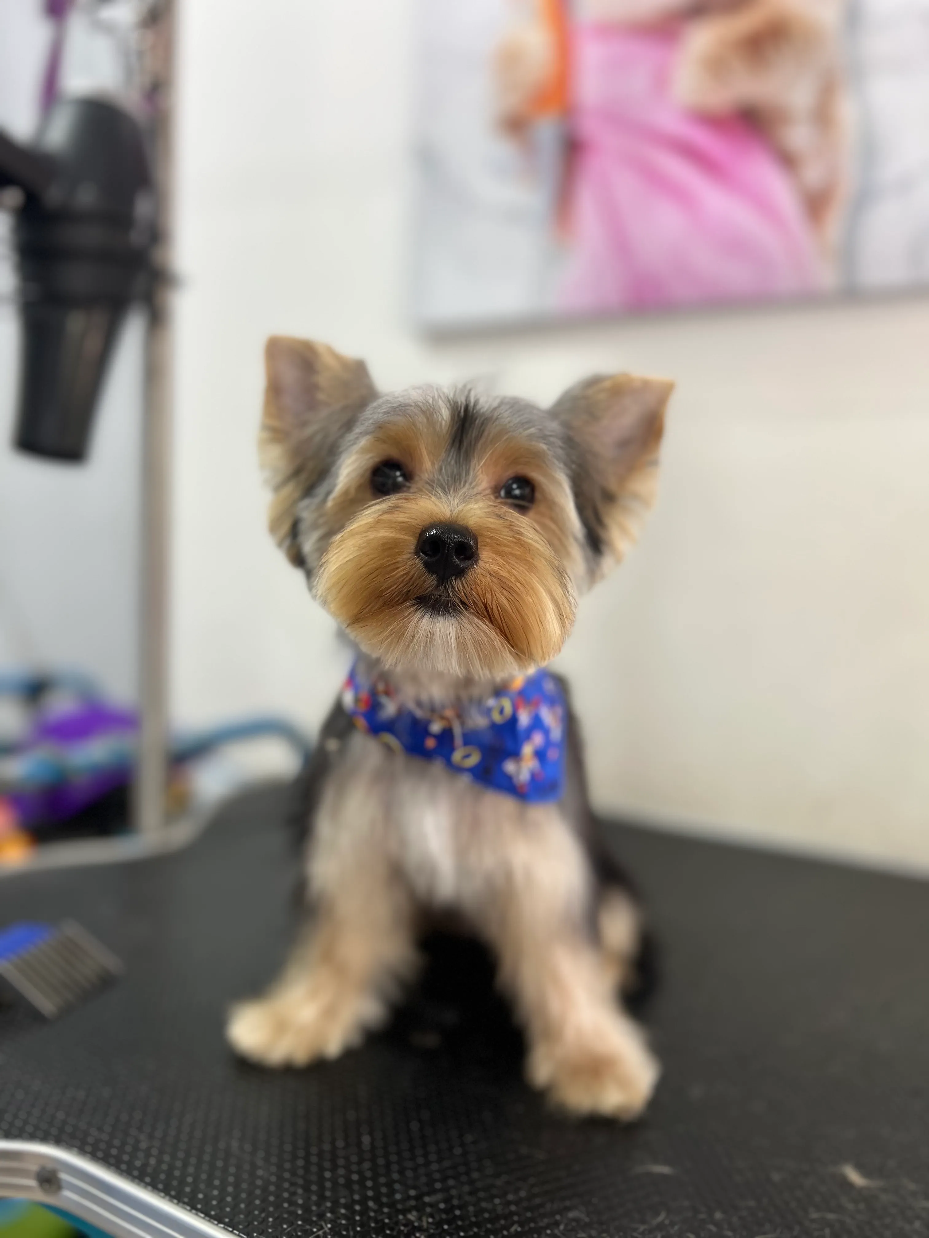 yorkie