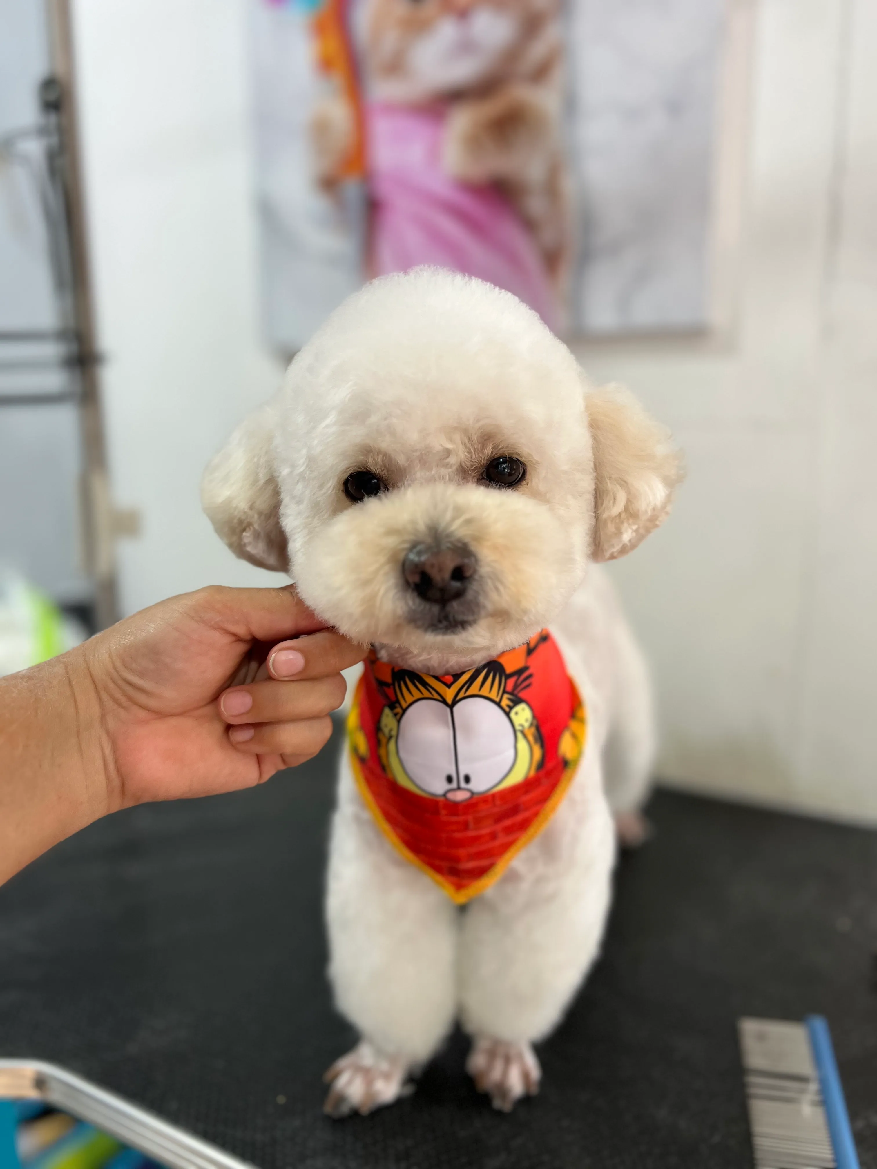 Corte poodle