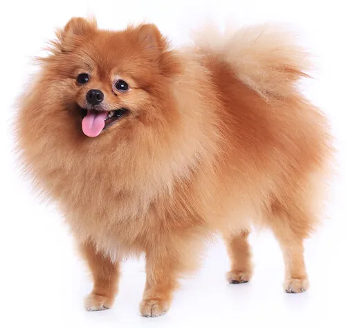 POMERANIA GRANDE
