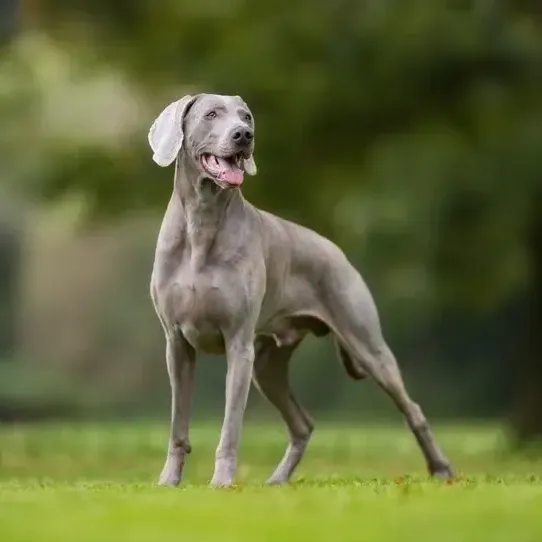 WEIMARANER