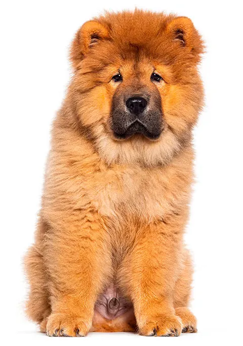 CHOW CHOW