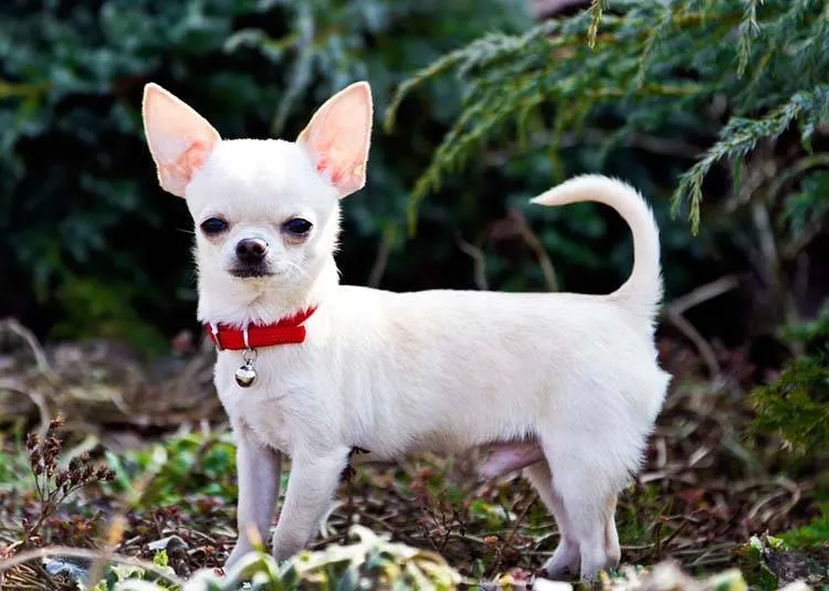 CHIHUAHUA