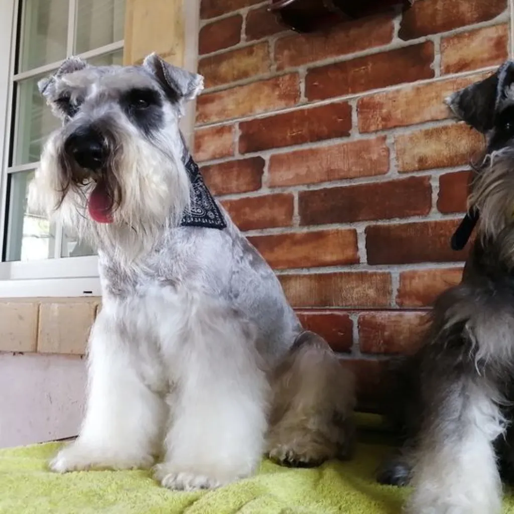 Schnauzer