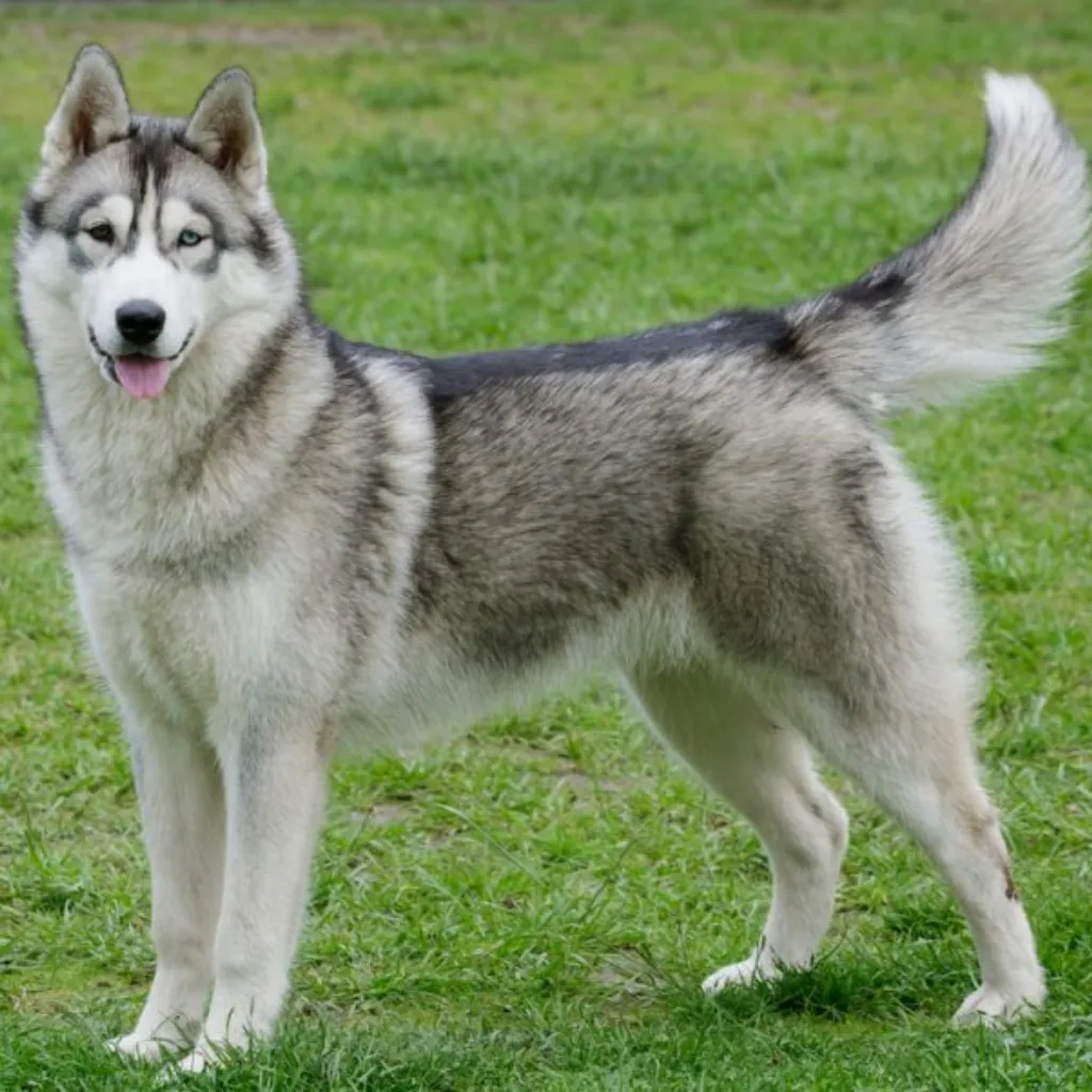 Husky