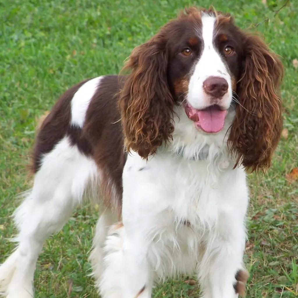 Springer spaniel