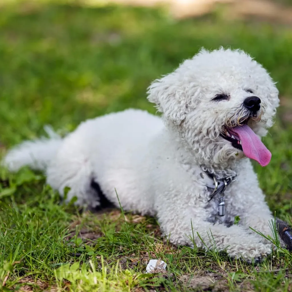Poodle