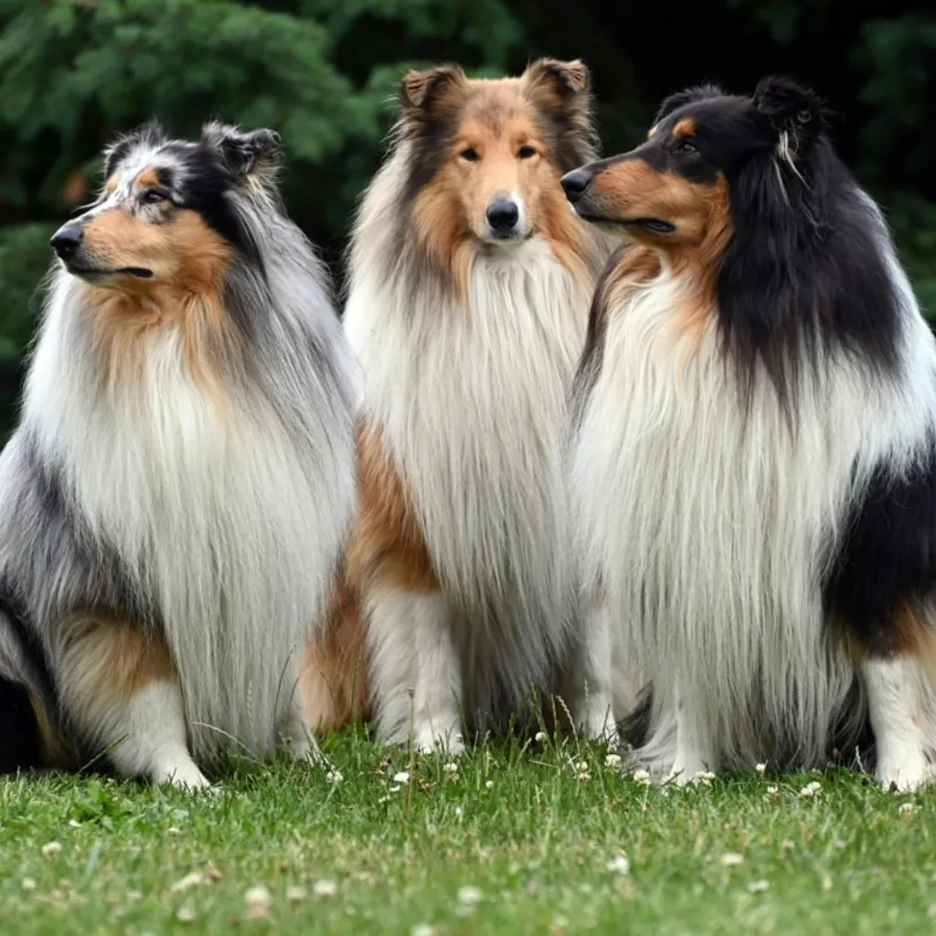 Pastor Collie