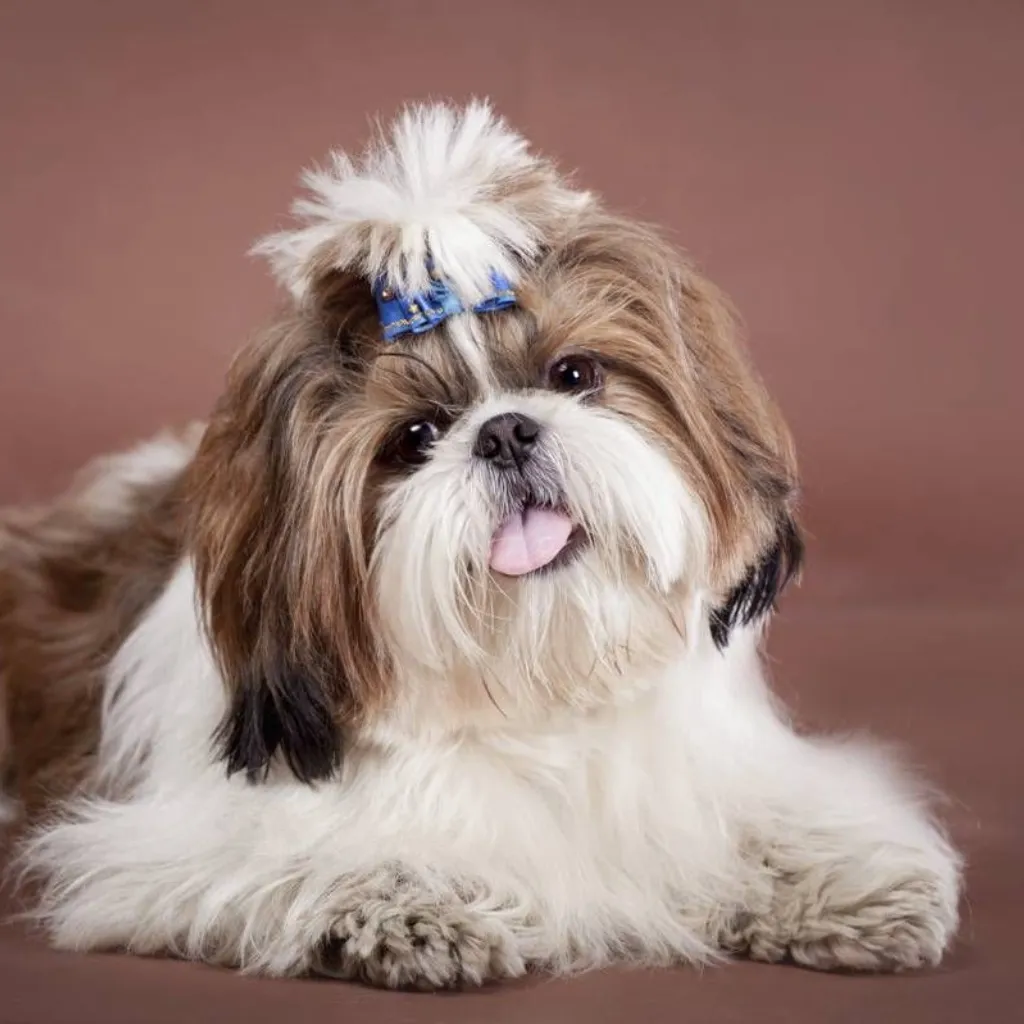  Shih Tzu