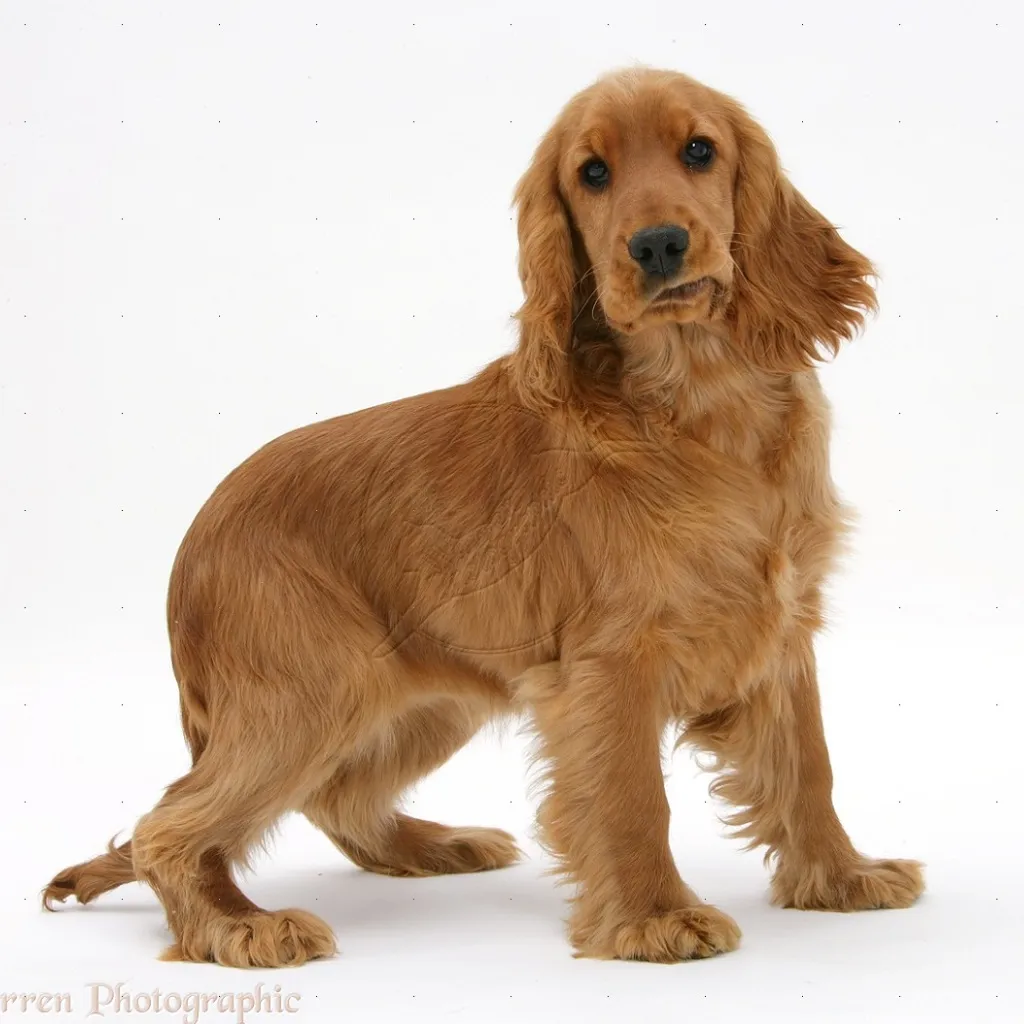 Cocker Spaniel