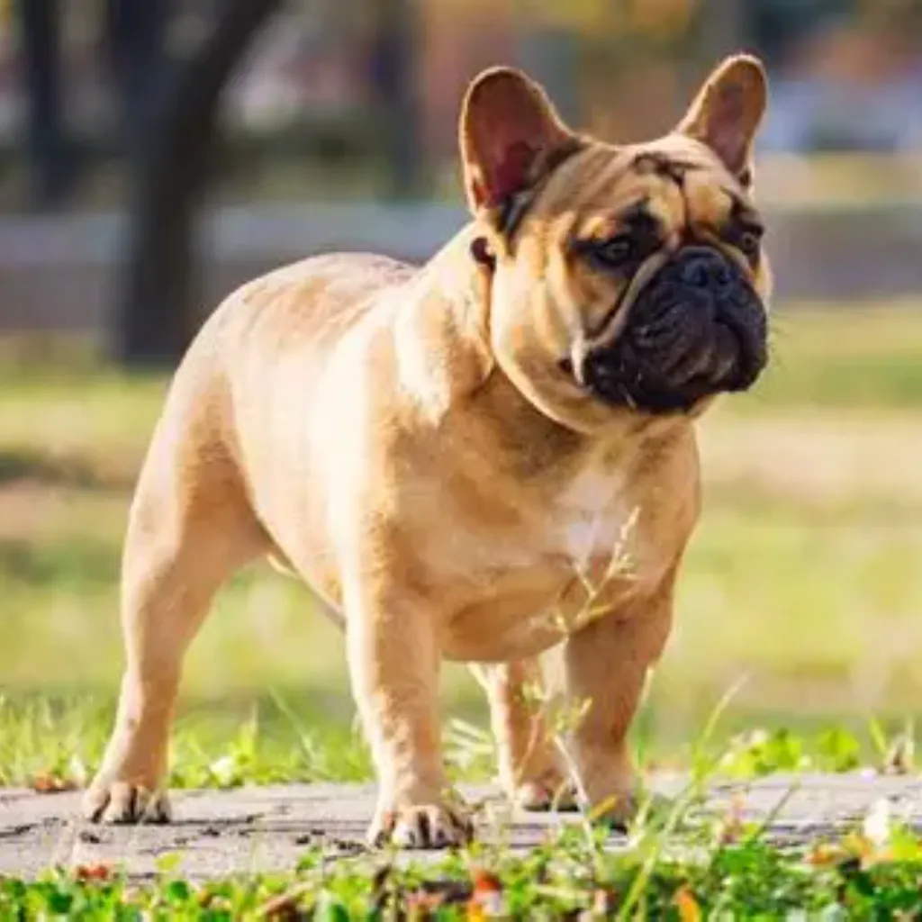 Bulldog Frances