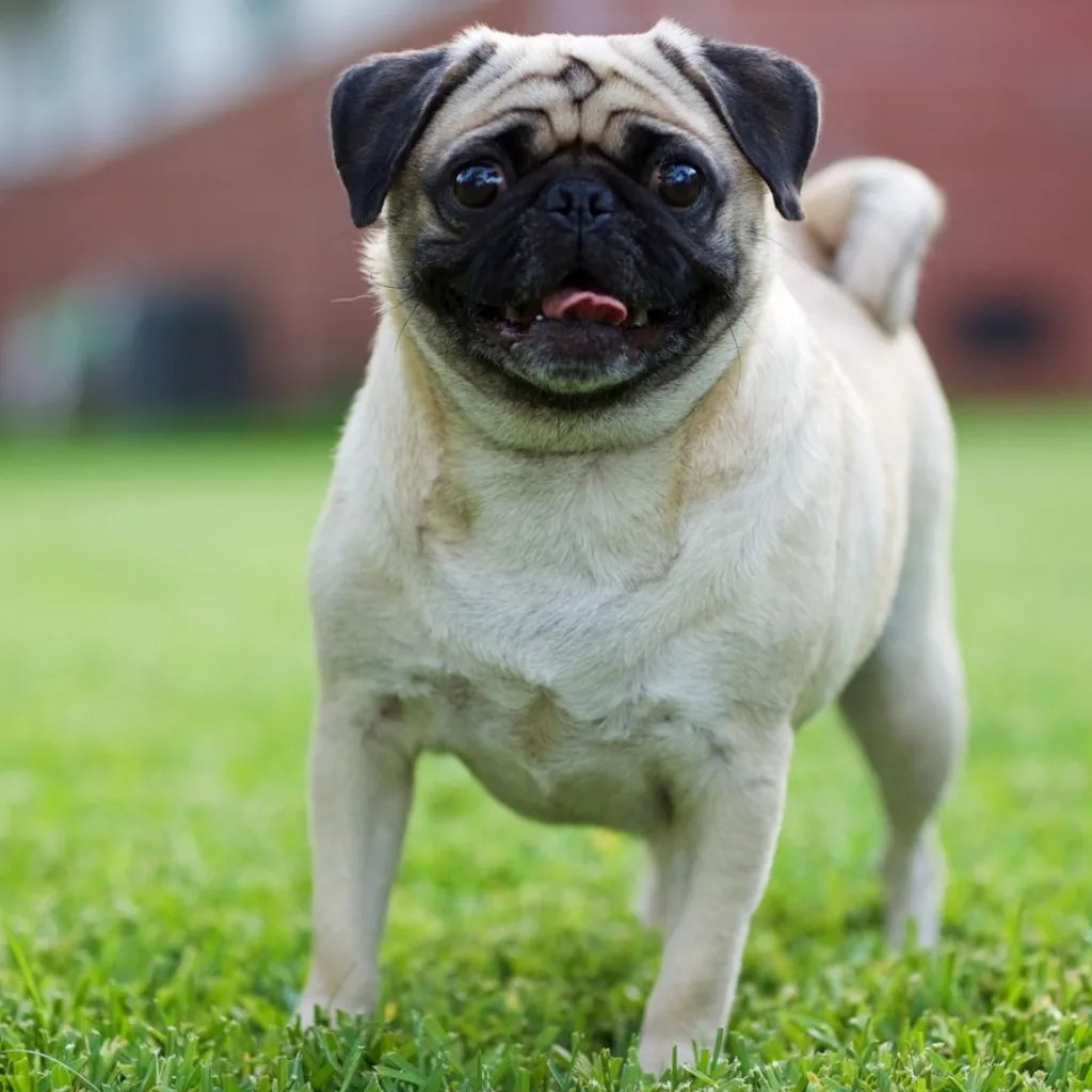 Pug