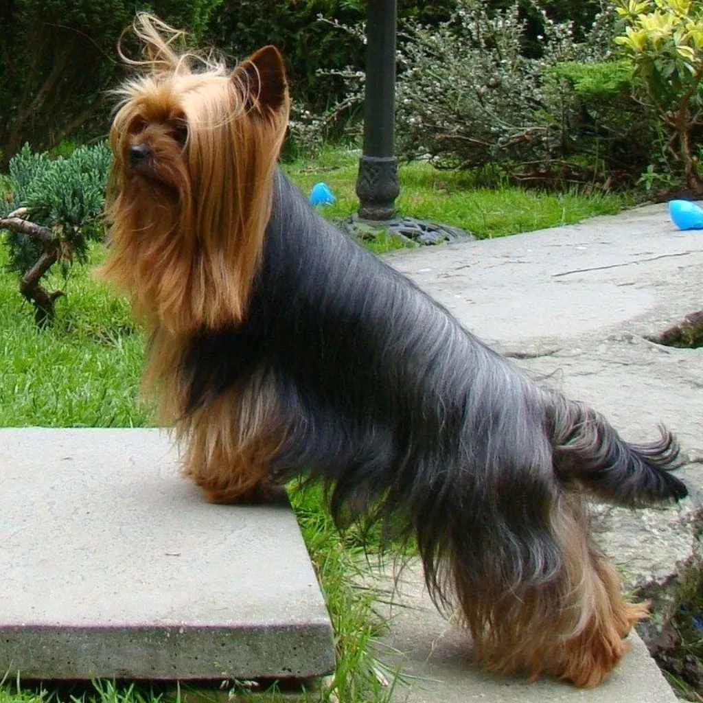 Yorkie
