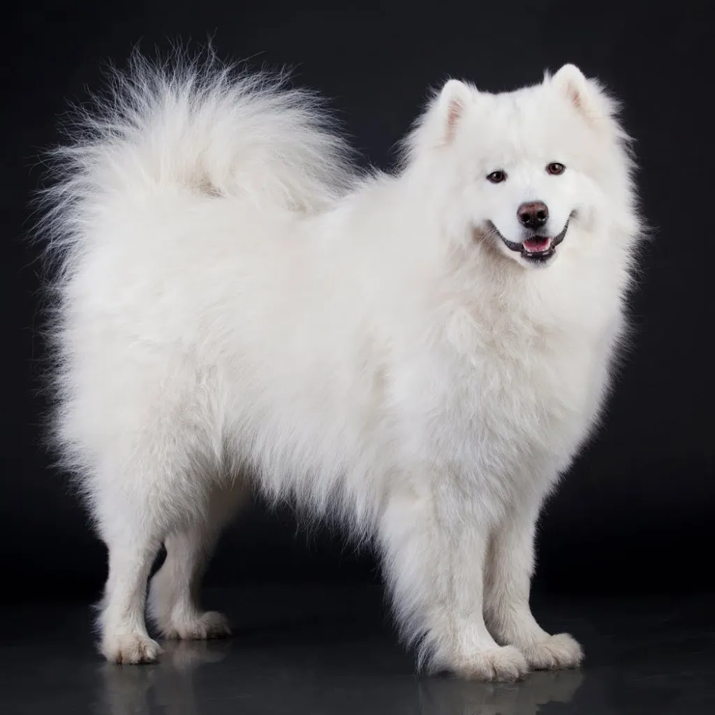 Samoyedo