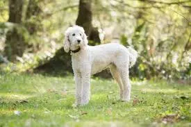 Poodle (Caniche)