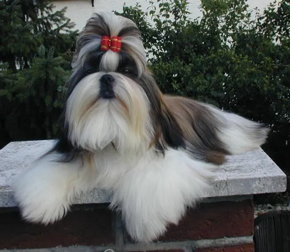 Shih tzu manto largo