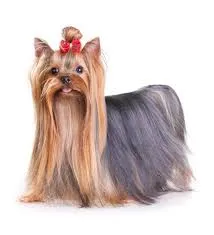 Yorkshire Terrier manto largo