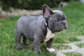 Bulldog frances