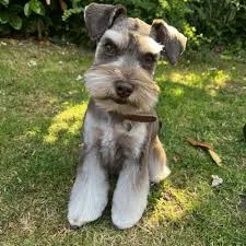 Schnauzer