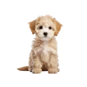 Maltipoo