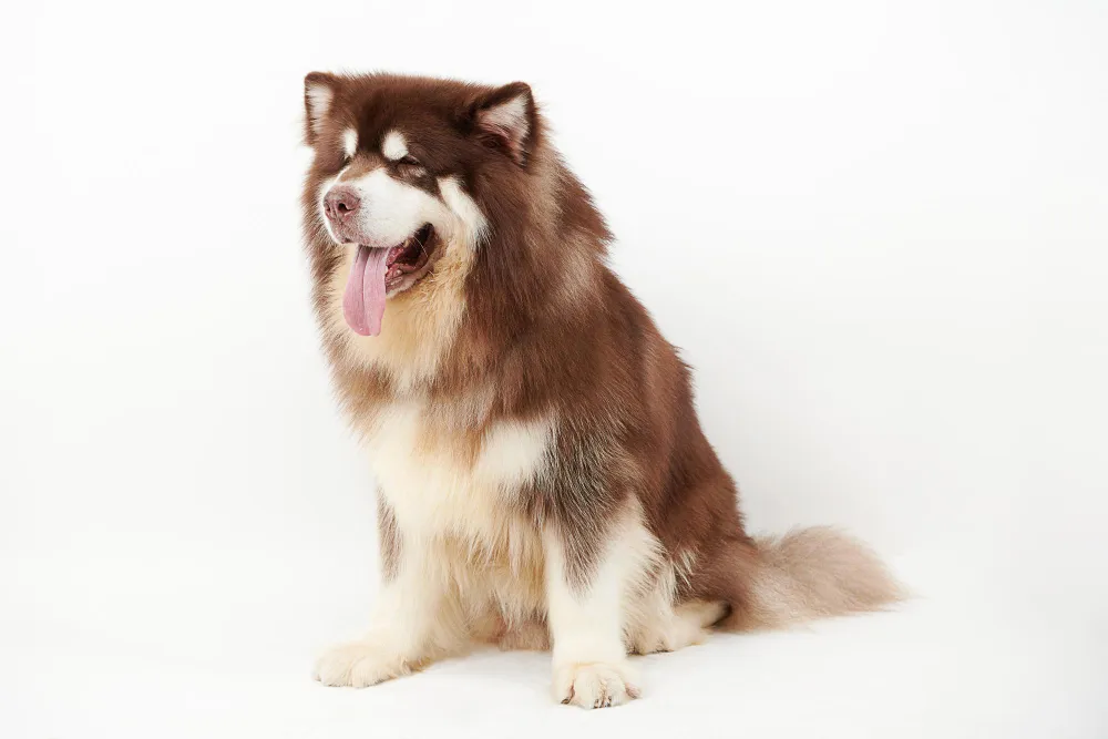 Alaskan Malamute