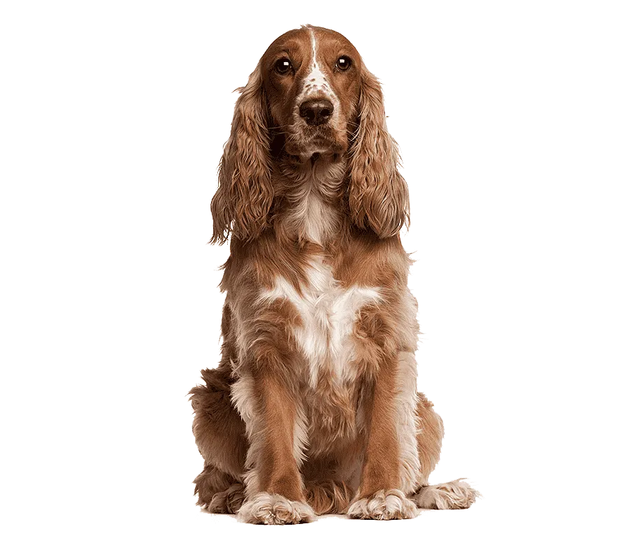 Cocker Spaniel