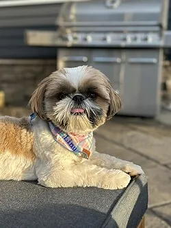 Shih tzu manto corto