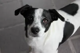 Criollo manto corto