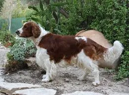 English Springer Spaniel