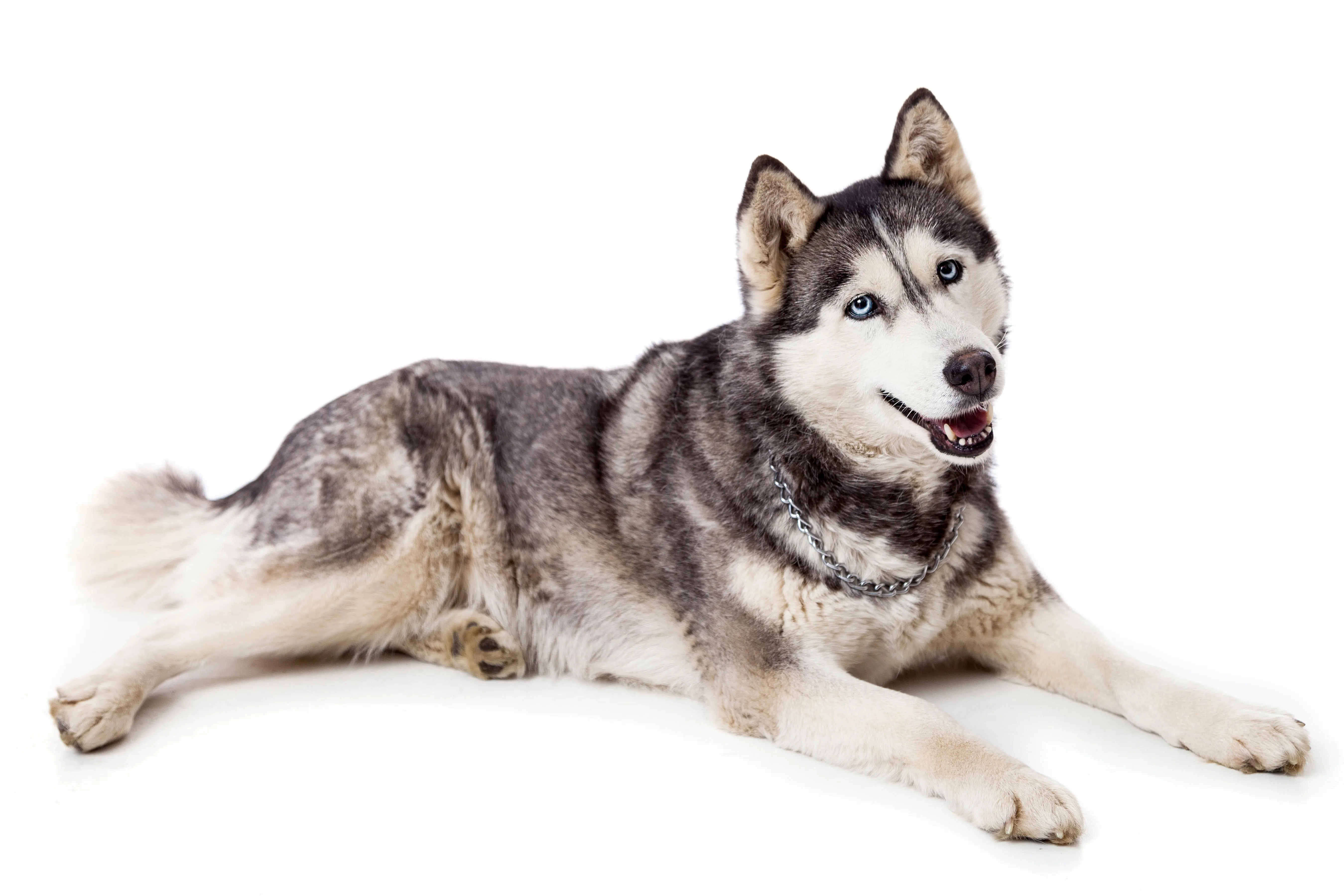 Siberian Husky