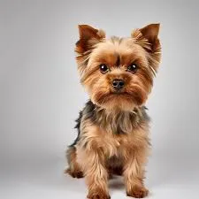 Yorkshire Terrier manto corto