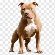 Spa Pitbull