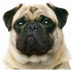 Baño Pug - Imagen 1