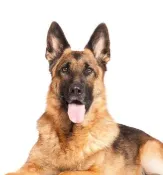 Spa Pastor Alemán - australiano - ovejero - Imagen 1