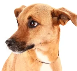 Spa perro Criollo manto corto  - Imagen 1