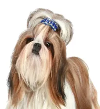 Spa Shitzu - Imagen 1