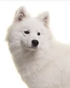 Spa  Samoyedo - Imagen 1