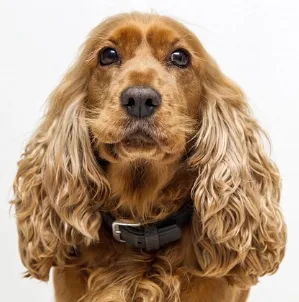 Spa Cocker - Imagen 1