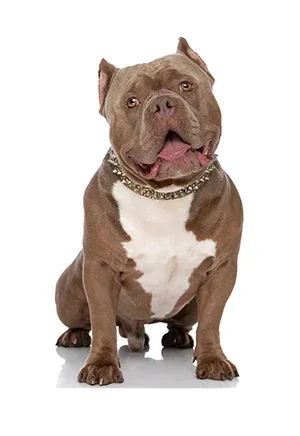 AMERICAN BULLY