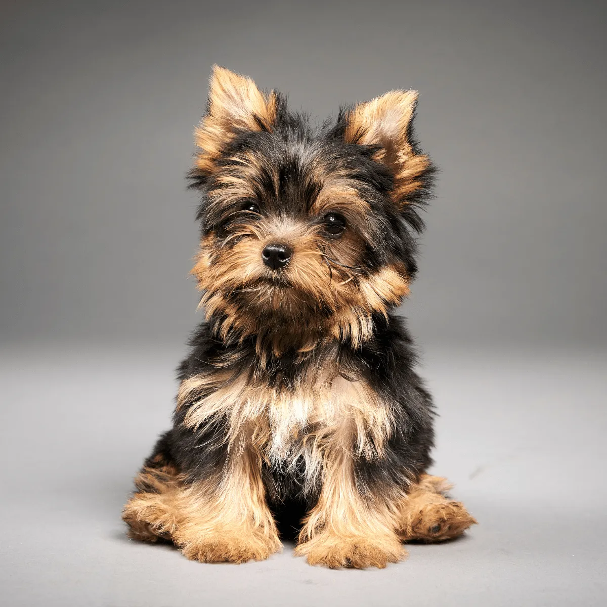 YORKSHIRE TERRIER MINI