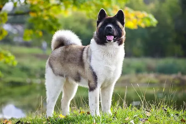 AKITA