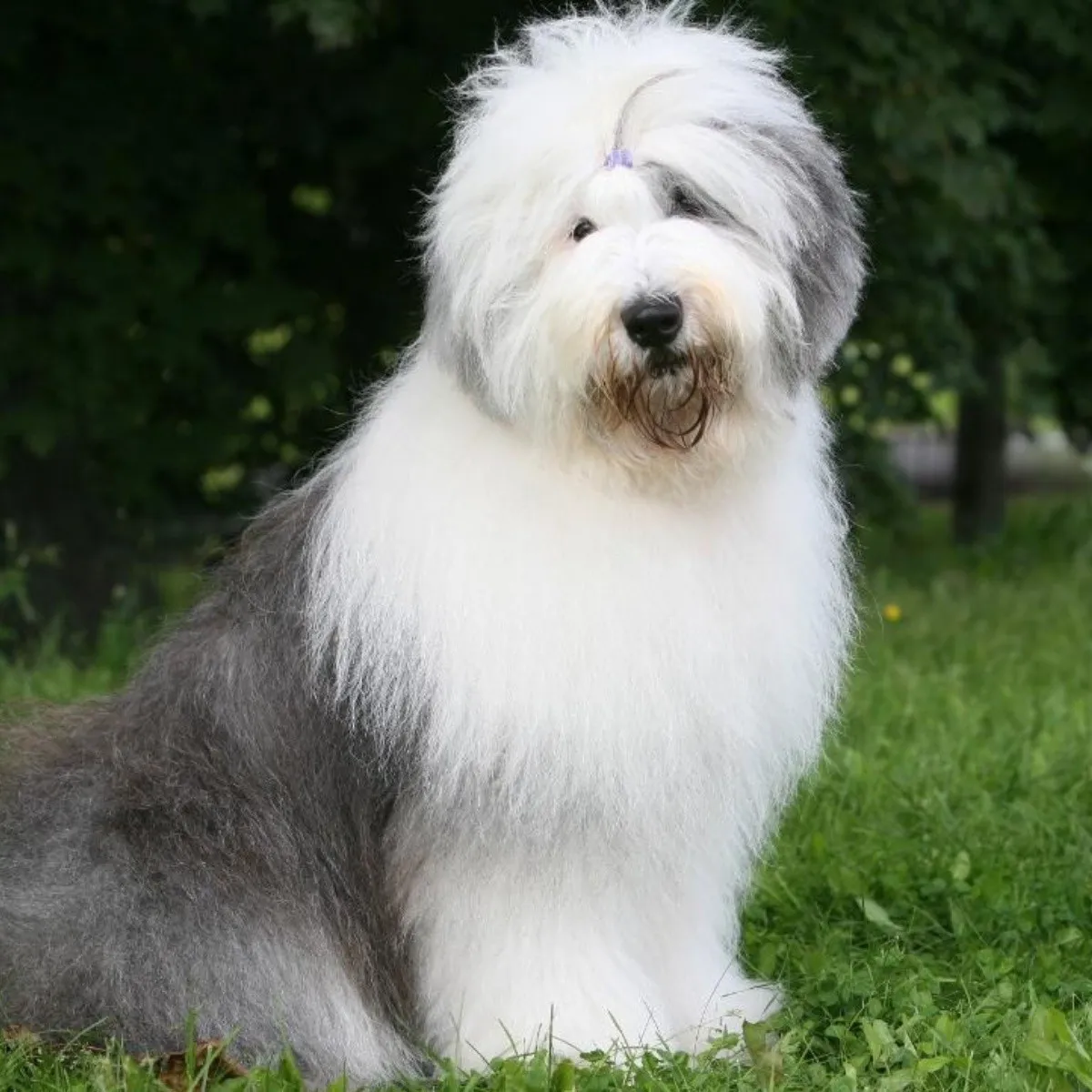 PASTOR OVEJERO INGLES