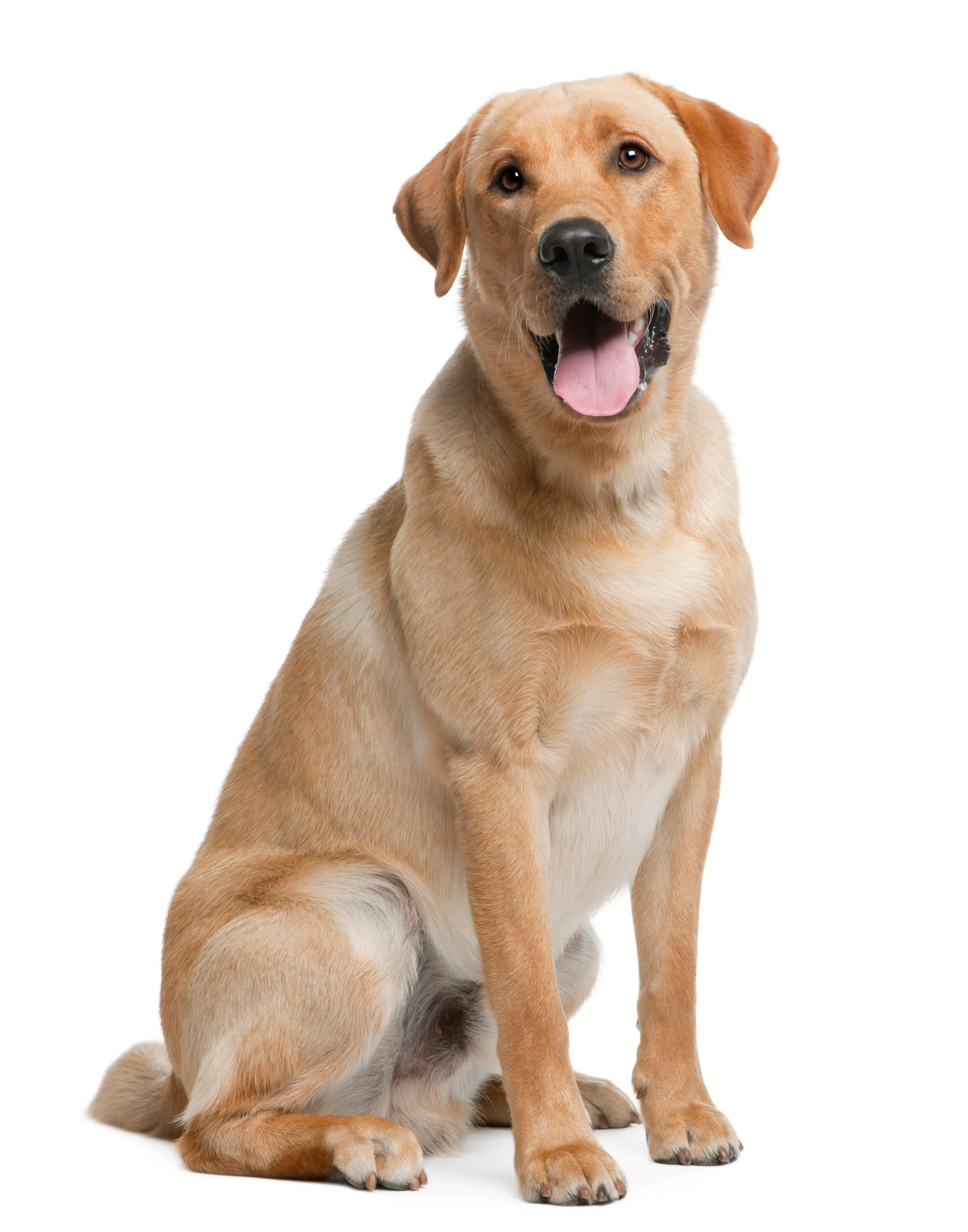 LABRADOR