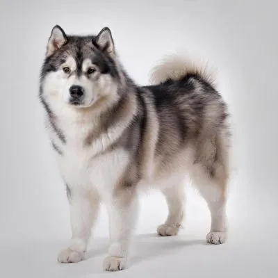 ALASKA MALAMUTE