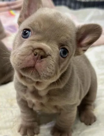 BAÑO CACHORROS DE 4-6 MESES - 3