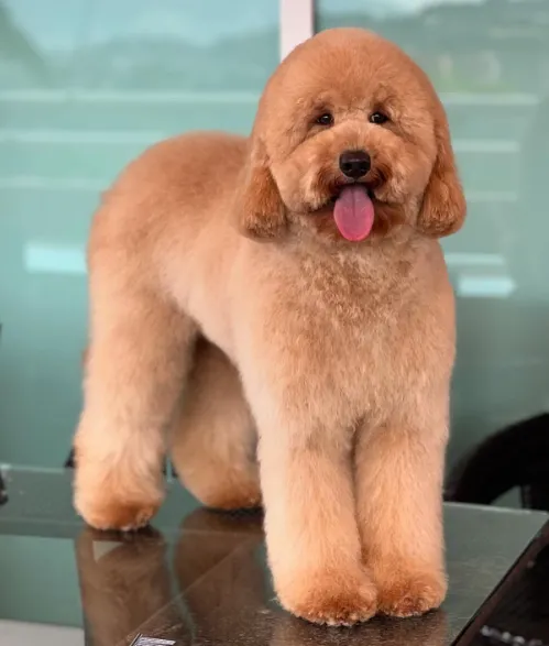 GOLDEN DOODLE - Imagen 1