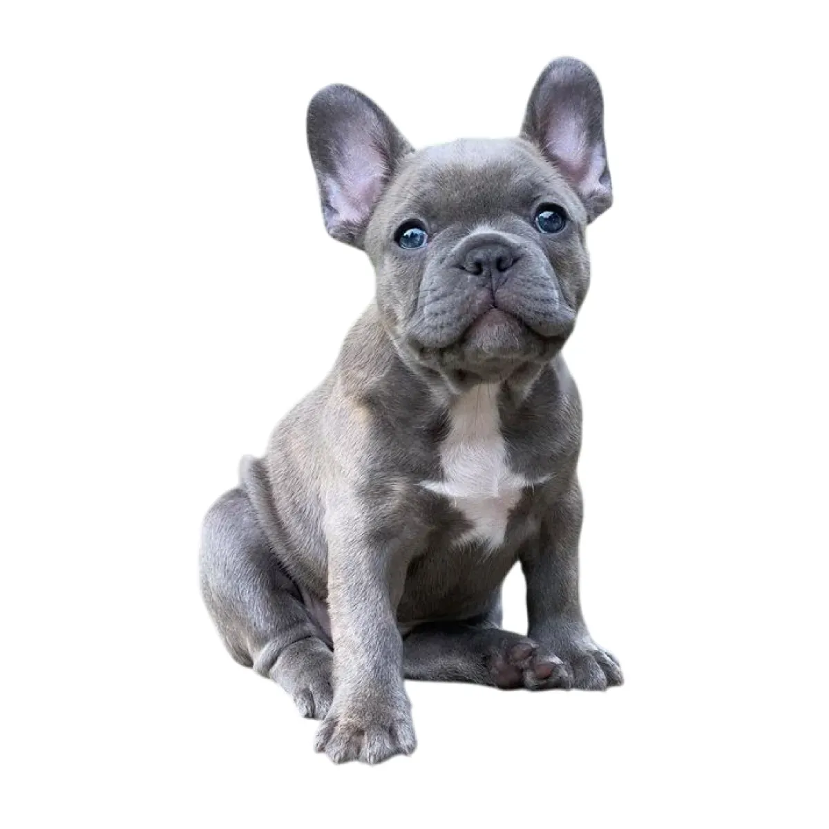 BULL DOG FRANCES