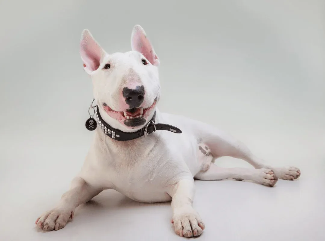 BULL TERRIER - Imagen 1