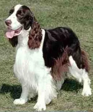COCKER SPRINGER